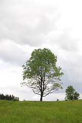 Image showing lonely tree