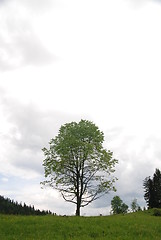 Image showing lonely tree