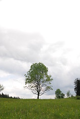 Image showing lonely tree