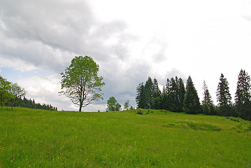 Image showing lonely tree