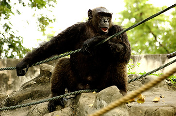 Image showing Monkey