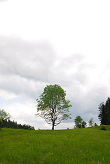 Image showing lonely tree