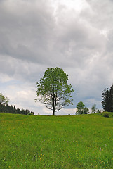 Image showing lonely tree