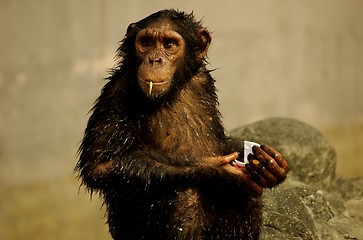 Image showing Monkey