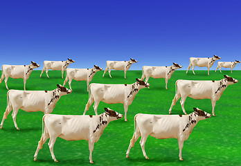 Image showing Cows