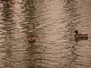 Image showing Pair of ducks