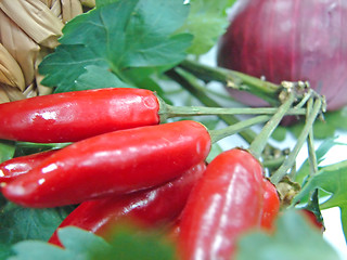 Image showing red hot pepper