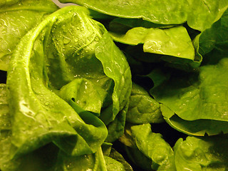 Image showing lettuce background