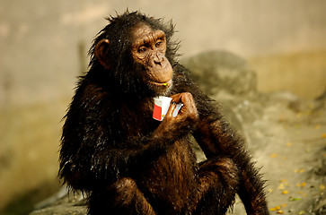 Image showing Monkey Eating