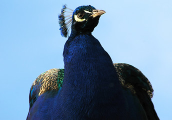 Image showing Peacock