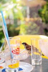 Image showing bird on table