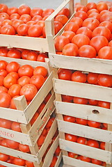 Image showing tomato