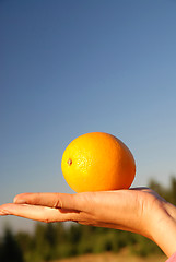 Image showing holding fresh orange