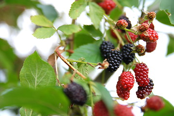 Image showing tasty berry