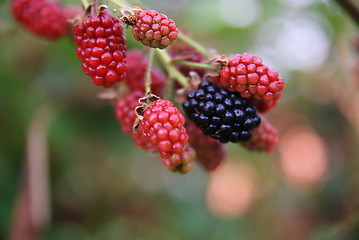 Image showing tasty berry