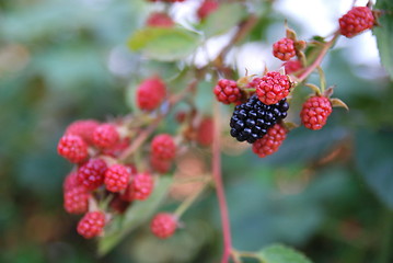 Image showing tasty berry