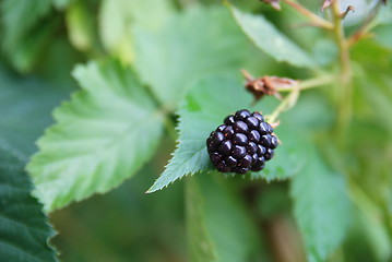 Image showing tasty berry