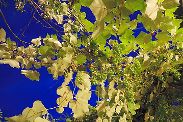 Image showing grape with long exposure 