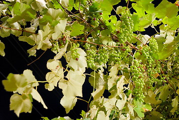 Image showing grape with long exposure 