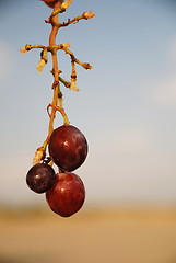 Image showing grape