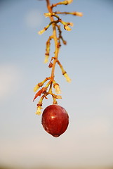 Image showing grape