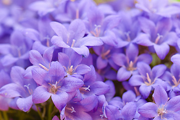 Image showing campanula blue a close up