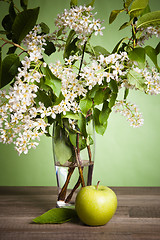 Image showing Bouquet of a blossoming bird cherry in a vase on a table