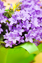 Image showing campanula blue a close up