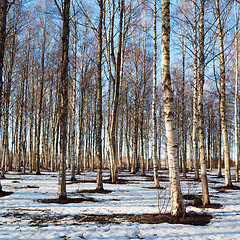 Image showing Spring landscape in a birchwood