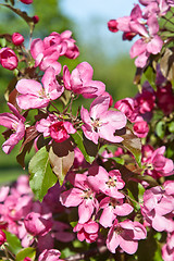 Image showing Magnolia blossoming in park, close up