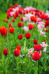 Image showing Tulips bloom in the Park