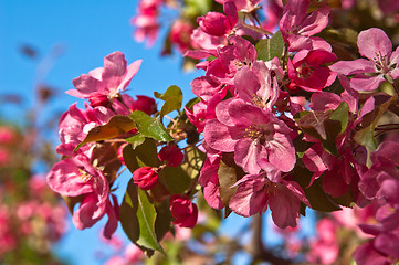 Image showing Magnolia blossoming in park, close up