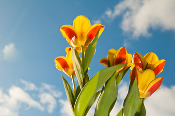 Image showing Red-yellow tulips on a background of the blue sky