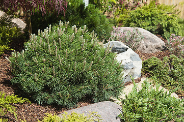 Image showing corner of the garden in Japanese style