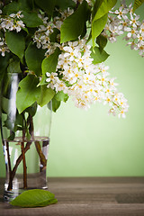 Image showing Bouquet of a blossoming bird cherry in a vase on a table