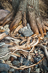 Image showing the roots of the tree growing among the rocks by the sea 