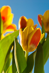 Image showing Red-yellow tulips on a background of the blue sky