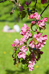 Image showing Magnolia blossoming in park, close up