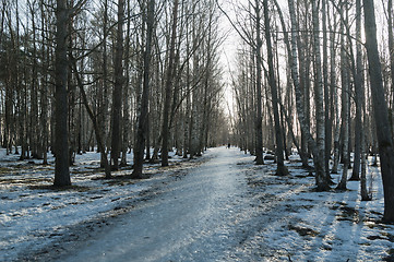 Image showing Spring landscape in a birchwood