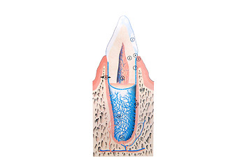 Image showing teeth illustration