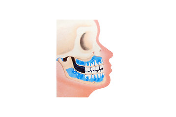 Image showing teeth illustration