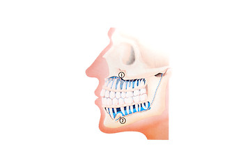 Image showing teeth illustration