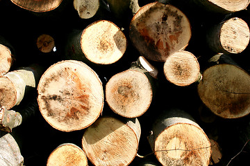 Image showing Wood-Macro