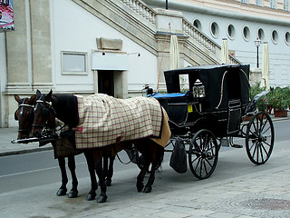 Image showing Horses in Vienna