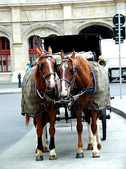 Image showing Horses in Vienna