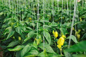 Image showing paprika in greenhouse