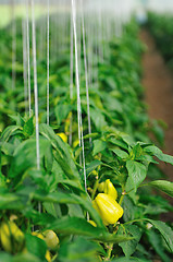 Image showing paprika in greenhouse