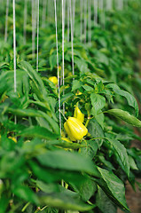 Image showing paprika in greenhouse