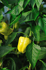 Image showing paprika in greenhouse