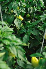 Image showing paprika in greenhouse